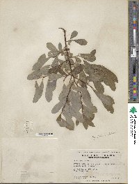 Salix humilis image