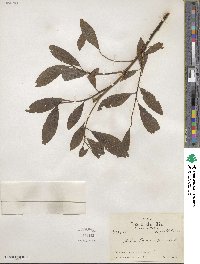 Salix humilis image