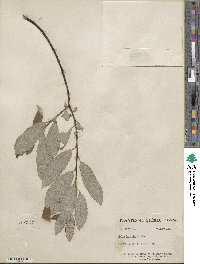 Salix humilis image