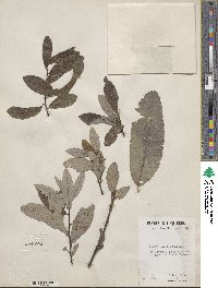 Salix humilis image