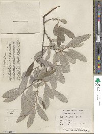 Salix humilis image