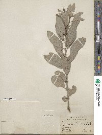 Salix humilis image