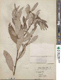 Salix humilis image