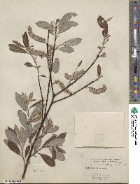 Salix humilis image