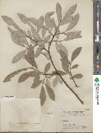 Salix humilis image