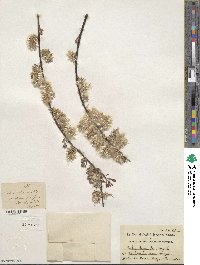 Salix humilis image