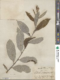 Salix humilis image