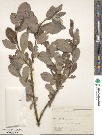 Salix hookeriana image