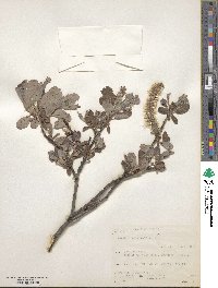 Salix hookeriana image