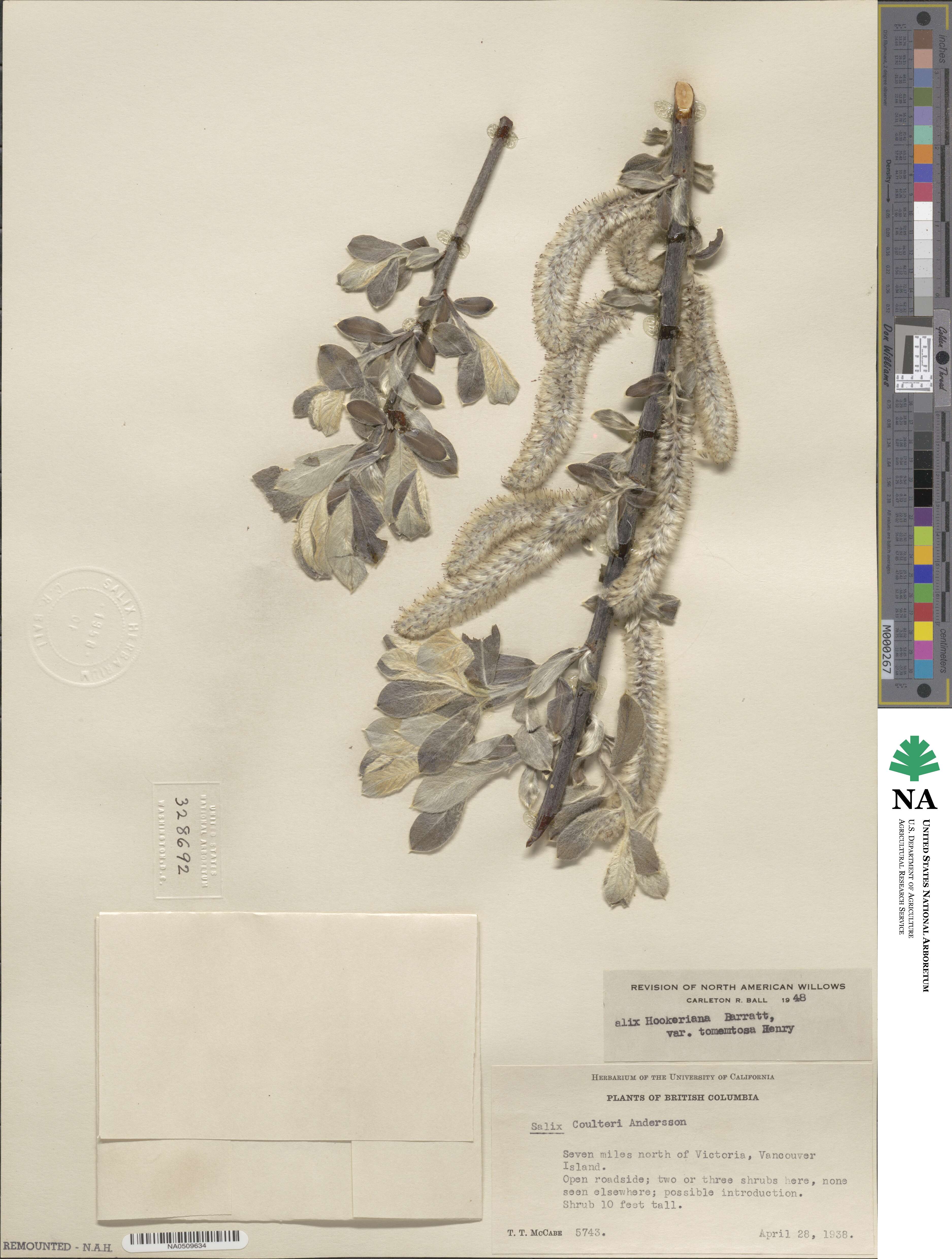 Salix hookeriana image