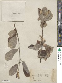 Salix hookeriana image