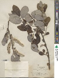 Salix hookeriana image