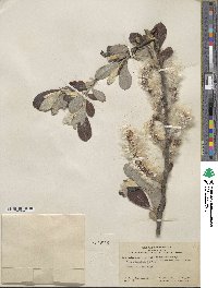 Salix hookeriana image