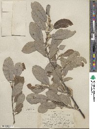 Salix hookeriana image