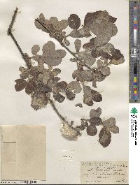 Salix hookeriana image