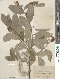 Salix hookeriana image