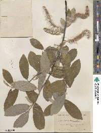 Salix hookeriana image