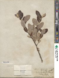 Salix hookeriana image