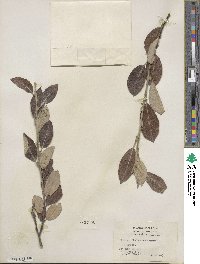 Salix hookeriana image