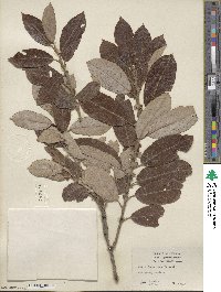 Salix hookeriana image