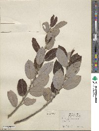 Salix hookeriana image