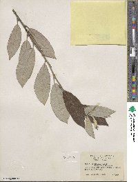 Salix hookeriana image