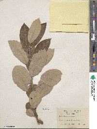 Salix hookeriana image