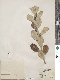 Salix hookeriana image