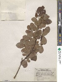 Salix hookeriana image