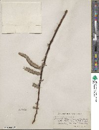 Salix hookeriana image