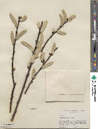 Salix hookeriana image