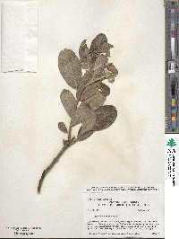 Salix hookeriana image