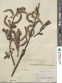 Salix hookeriana image