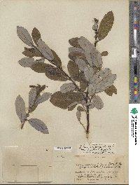 Salix hookeriana image