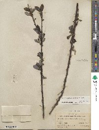 Salix hookeriana image