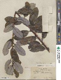 Salix hookeriana image