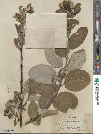 Salix hookeriana image