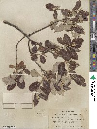 Salix hookeriana image