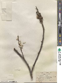 Salix hookeriana image