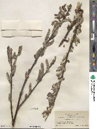 Salix hookeriana image