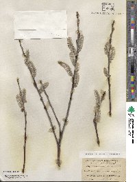 Salix hookeriana image