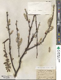 Salix hookeriana image