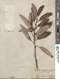 Salix hookeriana image