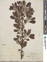 Salix hookeriana image