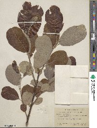 Salix hookeriana image