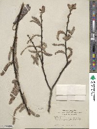 Salix hookeriana image