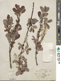 Salix hookeriana image