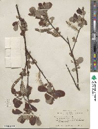 Salix hookeriana image