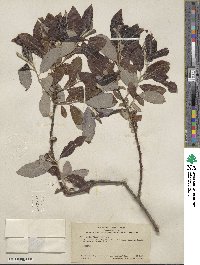 Salix hookeriana image