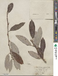 Salix hookeriana image